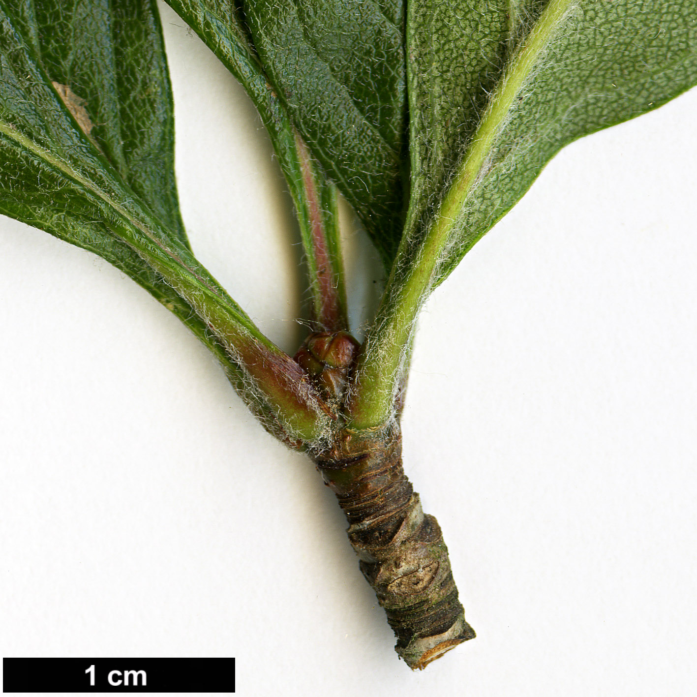 High resolution image: Family: Rosaceae - Genus: Crataegus - Taxon: mexicana - SpeciesSub:  'Manzanilla'